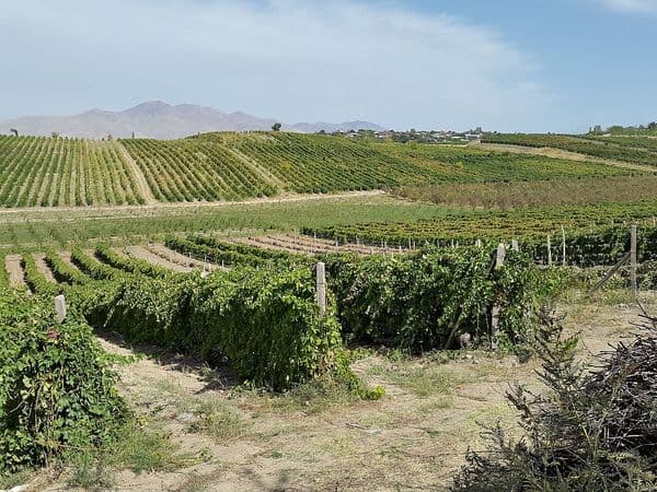 Vineyards of the Parkent foothills