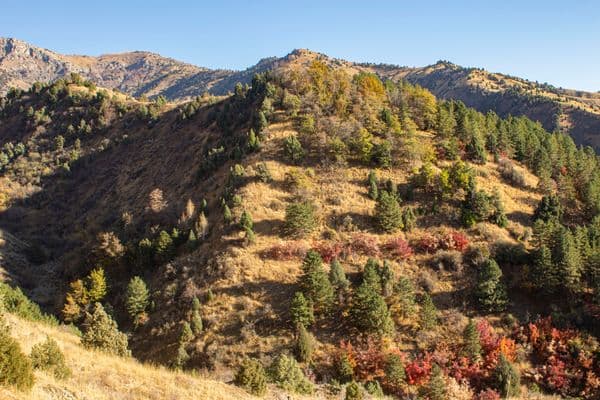 Sukok pine forest in autumn