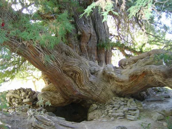 Millennial juniper tree Magol, Zaamin